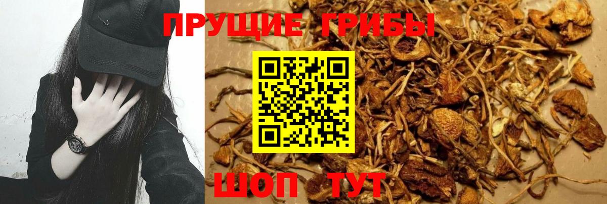 Галлюциногенные грибы Psilocybine cubensis  Вход с VPN  Сухой Лог 